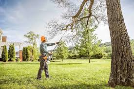 How Our Tree Care Process Works  in  Mount Vernon, NY