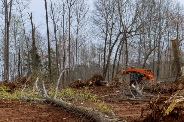Best Tree Risk Assessment  in Mount Vernon, NY